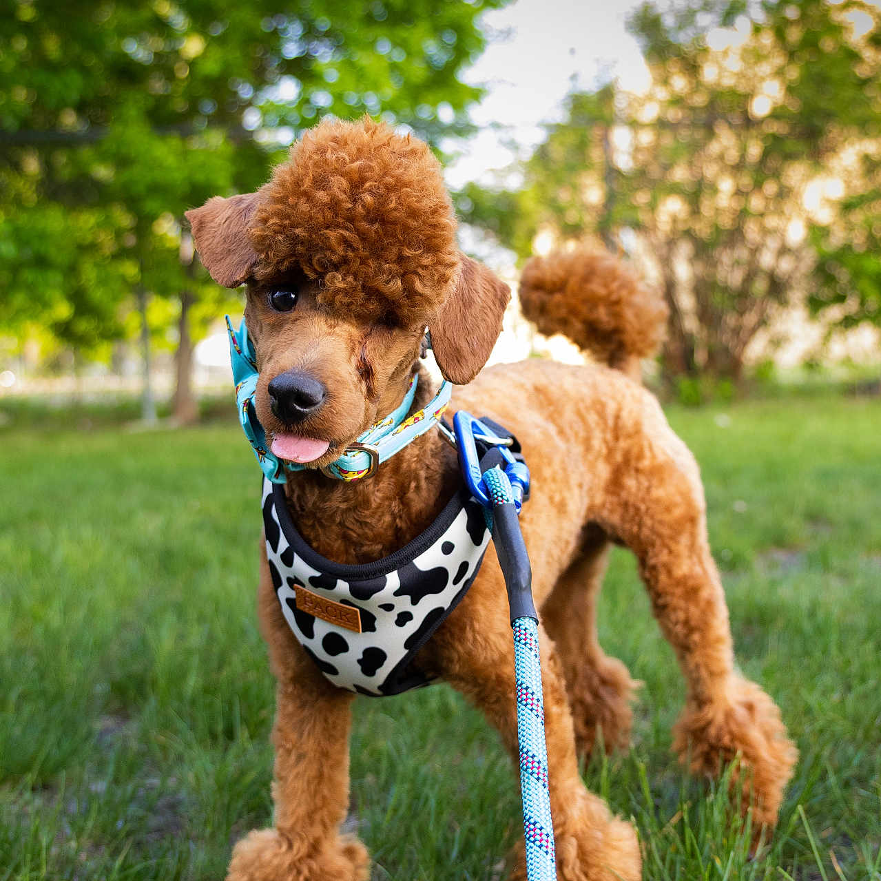Auggie