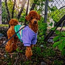 Auggie joined the competition — help win amazing prizes! dog, poodle, pet, leash, sweater, outdoor, greenery, leaves, fence, tree, sunlight, nature, animal, canine, curly_fur, standing, ground, daylight, park, cute