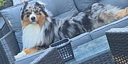 Thor participe au concours pour gagner de l'argent avec cette photo : animal, australian_shepherd, backyard, basket, canine, couch, daylight, dog, fur, furniture, glass_table, gray, leisure, modern, outdoor, patio, pet, relaxing, resting, shovel