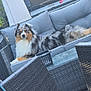 animal, australian_shepherd, backyard, basket, canine, couch, daylight, dog, fur, furniture, glass_table, gray, leisure, modern, outdoor, patio, pet, relaxing, resting, shovel