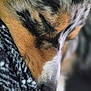 Thor a rejoint le concours — aidez-le/la à gagner de superbes lots ! animal, blanket, calm, close_up, cozy, dog, face, fur, muzzle, nose, peaceful, pet, portrait, relaxation, rest, sleeping, soft, texture, tricolor, whiskers