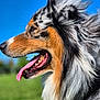 Thor a rejoint le concours — aidez-le/la à gagner de superbes lots ! animal, australian_shepherd, blue_sky, canine, close_up, dog, ears, fur, grass, happy, nature, outdoor, pet, portrait, profile, snout, sunlight, teeth, tongue_out, whiskers