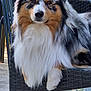 animal, australian_shepherd, brown_eyes, calm, canine, chair, dog, fence, fluffy, fur, glass_table, multicolor, nature, outdoor, pet, portrait, relaxed, seated, sunlight, wicker