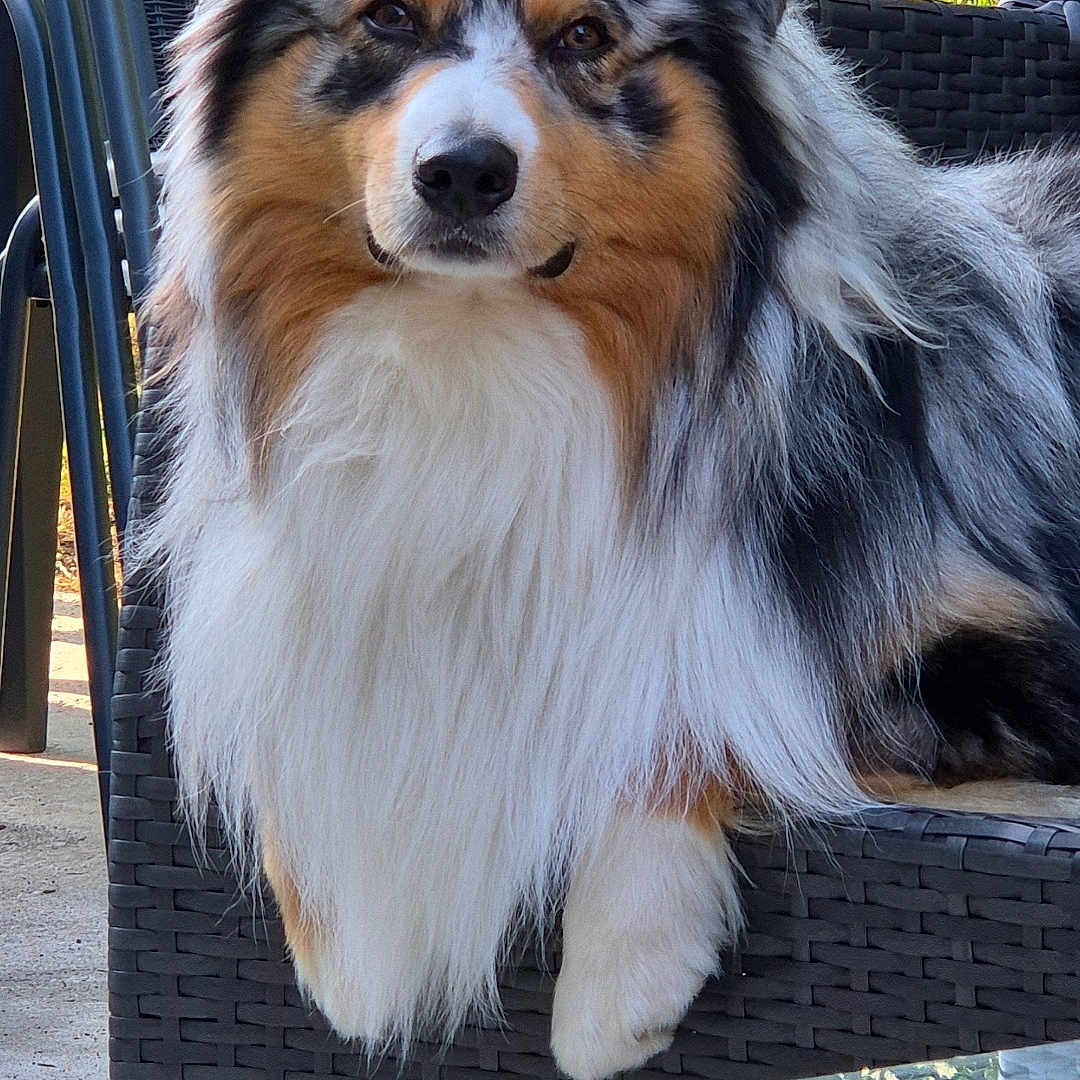 Thor participe au concours pour gagner de l'argent avec cette photo : animal, australian_shepherd, brown_eyes, calm, canine, chair, dog, fence, fluffy, fur, glass_table, multicolor, nature, outdoor, pet, portrait, relaxed, seated, sunlight, wicker
