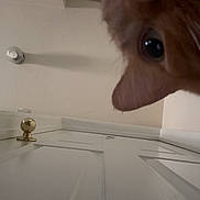 Coco joined the competition — help win amazing prizes! animal, background, cat, close_up, curious, door, door_knob, ears, feline, ginger_cat, household, indoor, nose, peek, pet, playful, selfie, wall, whiskers, wide_eyes