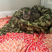 Mila is registered to the contest to win money with this photo: blanket, camouflage_blanket, cat, corner, cozy, door, ears, floor, food, fur, indoor, kibble, kitten, pattern, pet, pink_blanket, resting, tabby_cat, wall, whiskers