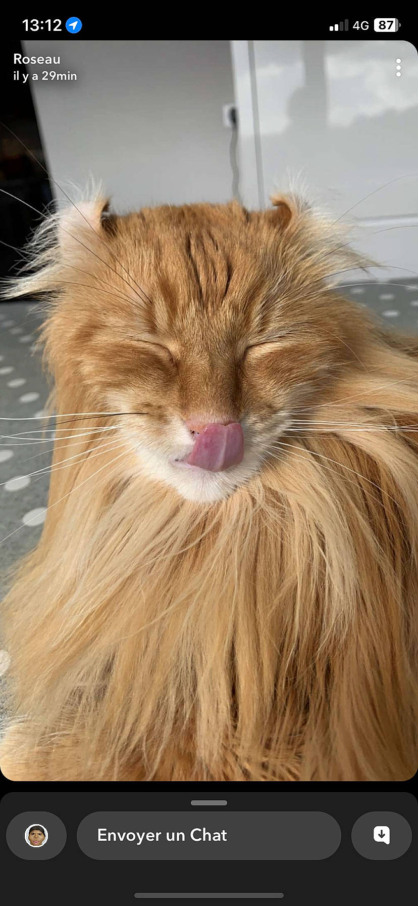 Othello participe au concours pour gagner de l'argent avec cette photo : carnivore, cat, close_up, eye, fawn, felidae, fur, head, liver, small_to_medium_sized_cats, snout, terrestrial_animal, whiskers, wood