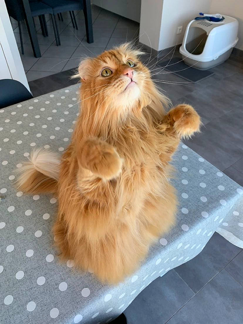 Othello participe au concours pour gagner de l'argent avec cette photo : carnivore, cat, comfort, companion_dog, dog_breed, fawn, felidae, floor, flooring, fur, hardwood, home_appliance, kitchen_appliance, liver, mug, small_to_medium_sized_cats, snout, tail, whiskers, wood