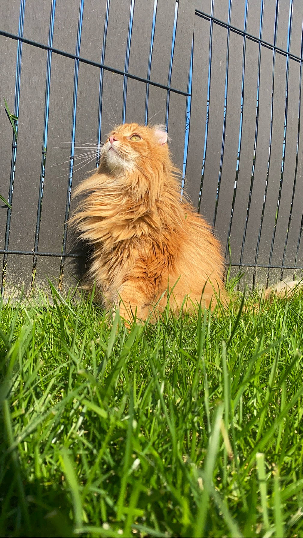 Othello a rejoint le concours — aidez-le/la à gagner de superbes lots ! big_cats, carnivore, companion_dog, fawn, felidae, fence, fur, grass, groundcover, lion, masai_lion, mesh, plant, recreation, snout, terrestrial_animal, whiskers, wildlife, wire_fencing, wood