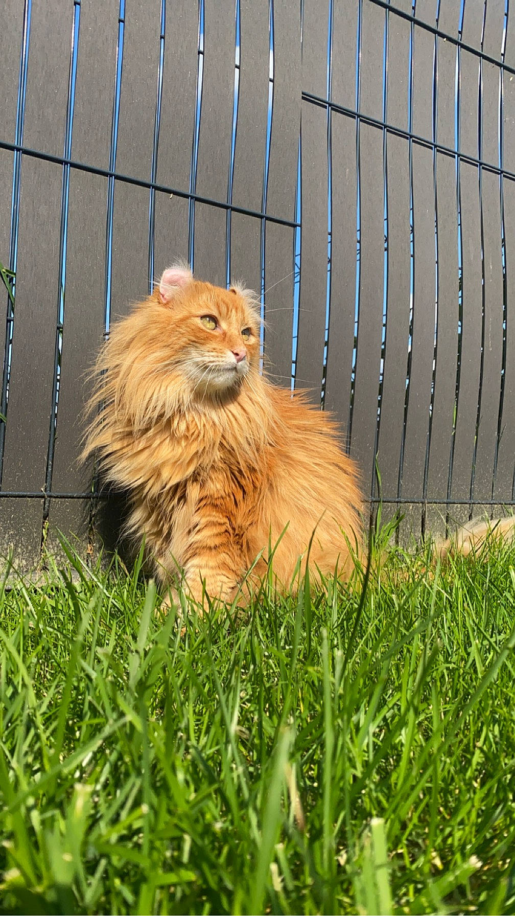 Othello participe au concours pour gagner de l'argent avec cette photo : big_cats, canidae, carnivore, cat, companion_dog, eye, fawn, felidae, fence, fur, grass, masai_lion, plant, small_to_medium_sized_cats, snout, sporting_group, tail, terrestrial_animal, whiskers, wood