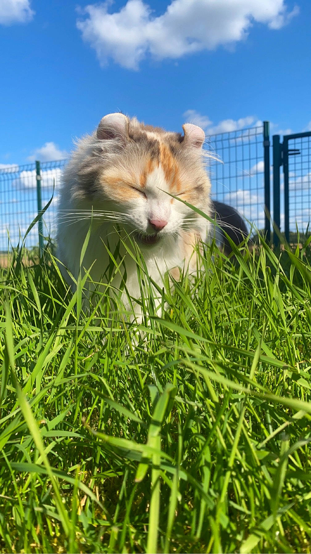 Nymphéa participe au concours pour gagner de l'argent avec cette photo : carnivore, cloud, fawn, felidae, fence, grass, grass_family, grassland, grazing, happy, landscape, lawn, meadow, natural_landscape, plant, sky, small_to_medium_sized_cats, snout, terrestrial_animal, whiskers