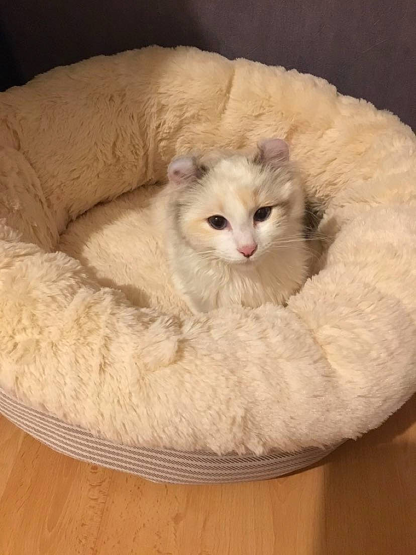 Nymphéa a rejoint le concours — aidez-le/la à gagner de superbes lots ! carnivore, cat, cat_bed, cat_supply, comfort, couch, domestic_short_haired_cat, eye, fawn, felidae, fur, hardwood, head, nap, paw, small_to_medium_sized_cats, snout, tail, whiskers, wood