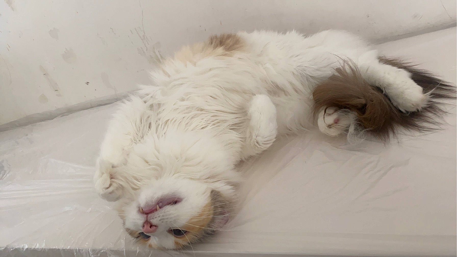 Nymphéa participe au concours pour gagner de l'argent avec cette photo : carnivore, cat, claw, comfort, companion_dog, dog_breed, domestic_short_haired_cat, ear, fawn, felidae, foot, fur, nap, paw, small_to_medium_sized_cats, snout, sporting_group, tail, terrestrial_animal, whiskers