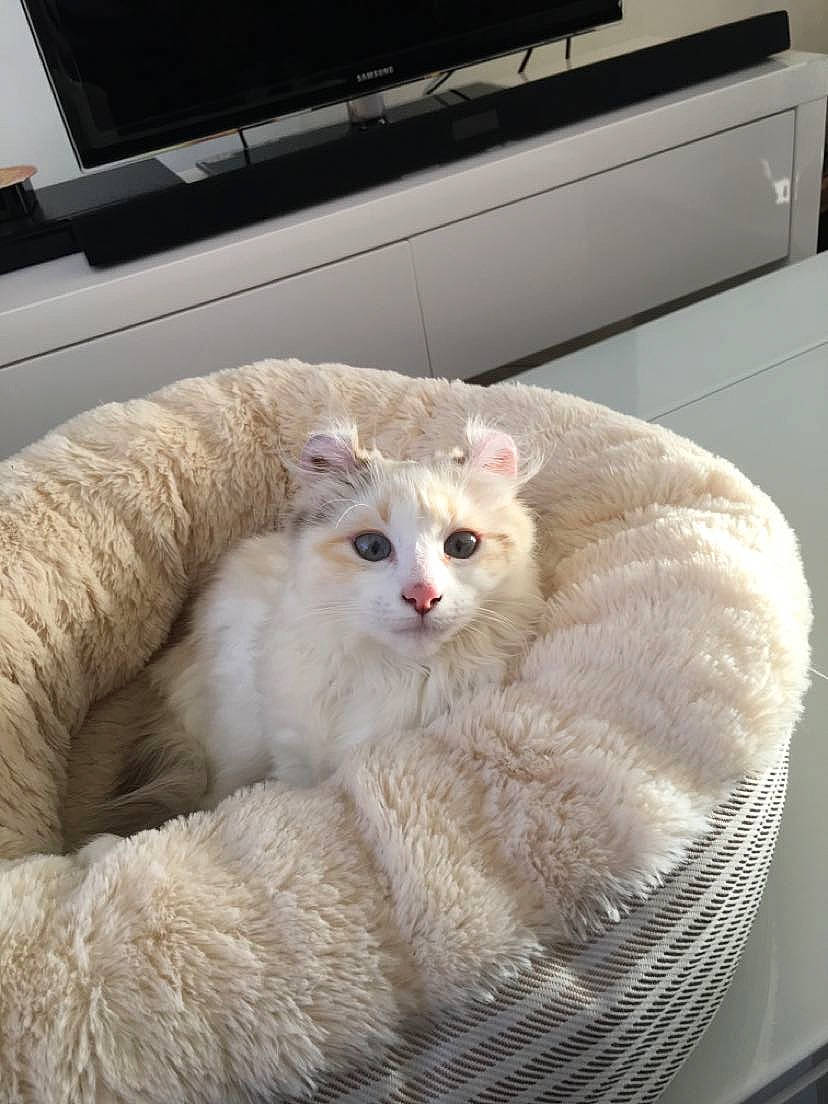 Nymphéa participe au concours pour gagner de l'argent avec cette photo : carnivore, cat, claw, comfort, couch, domestic_short_haired_cat, fawn, felidae, fur, nap, paw, room, small_to_medium_sized_cats, snout, tail, whiskers