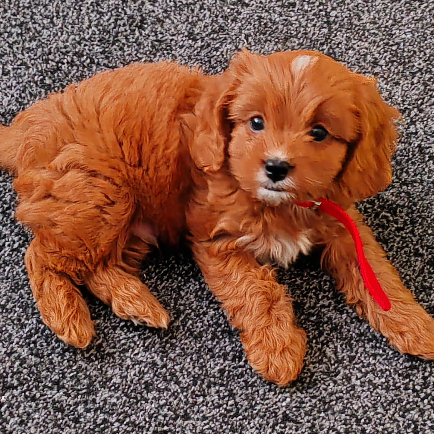 Boomer joined the competition — help win amazing prizes! accessories, animal, canine, cockerspaniel, dog, goldenretriever, hardwood, hound, leash, papillon, pet, poodle, puppy, strap, terrier, wood