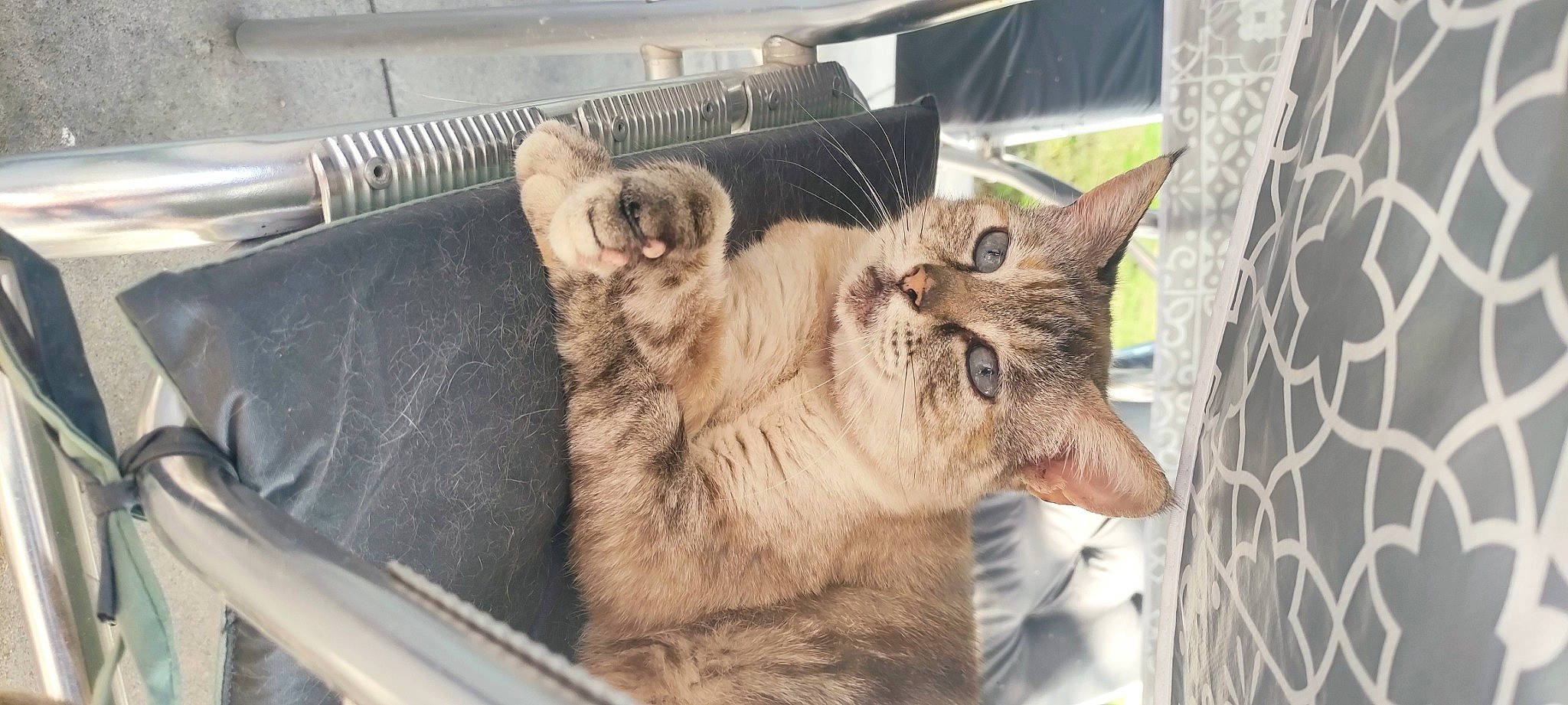 Grisette participe au concours pour gagner de l'argent avec cette photo : animal_shelter, cage, carnivore, cat, claw, domestic_short_haired_cat, fawn, felidae, fur, paw, pet_supply, small_to_medium_sized_cats, snout, tail, terrestrial_animal, whiskers