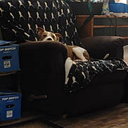 Odie is registered to the contest to win money with this photo: dog, armchair, blanket, living_room, furniture, pet, indoor, lamp, box, carpet, wood_floor, relaxing, cozy, curious, resting, home, decor, brown, black, white