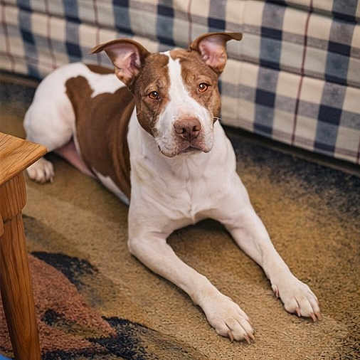 Odie joined the competition — help win amazing prizes! dog, indoor, carpet, couch, plaid_pattern, brown_and_white, pet, animal, floor, furniture, ears_up, relaxed, looking_at_camera, domestic, canine, home, portrait, resting, living_room, wooden_table