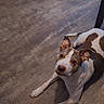 dog, brown_and_white, ears, floor, wooden_floor, pet, animal, laying_down, looking_up, indoor, curious, canine, domestic_animal, paw, snout, fur, companion, cute, alert, relaxed