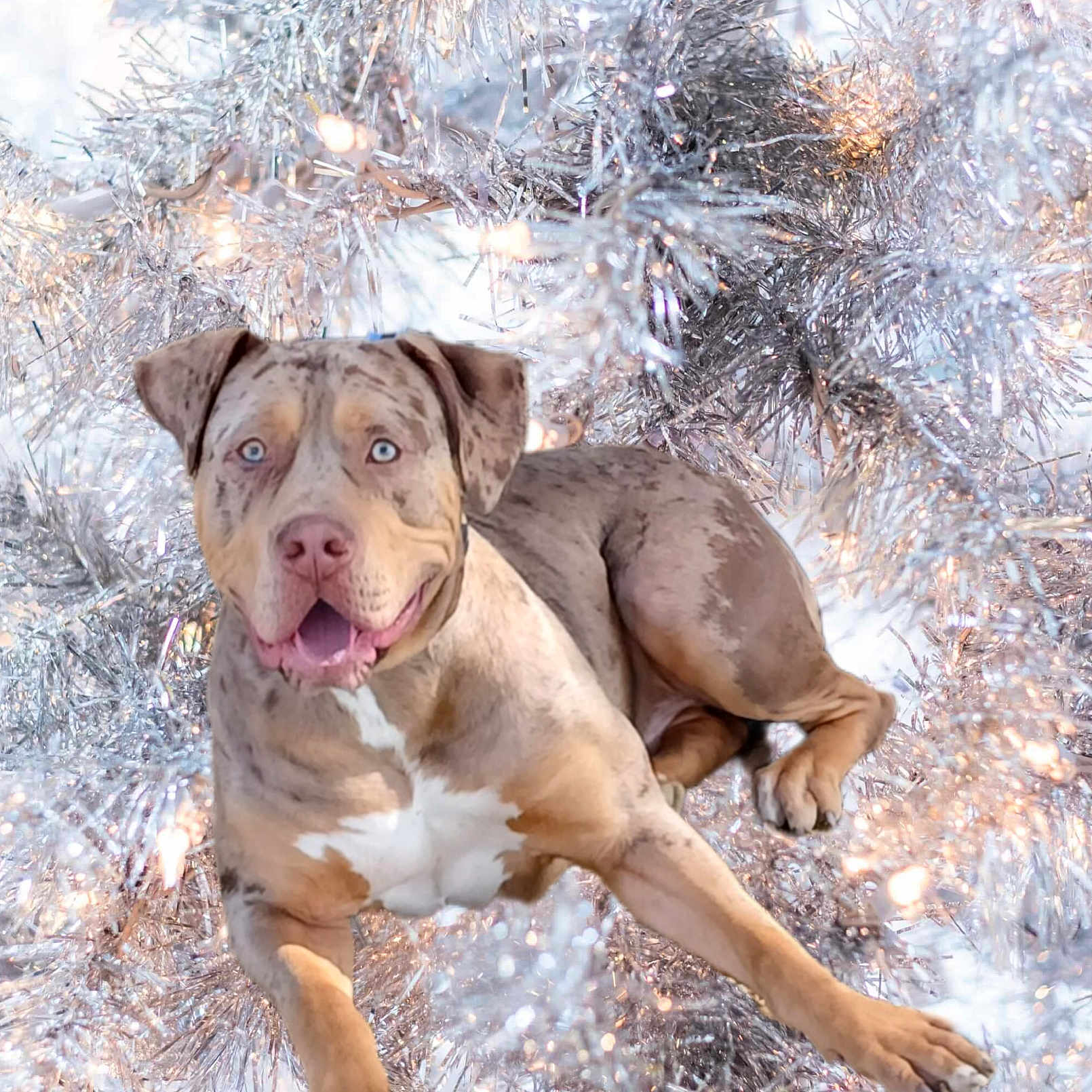 Camarade participe au concours pour gagner de l'argent avec cette photo : animal, blue_eyes, christmas, closeup, cute, decorations, dog, festive, fur, holiday, indoors, light_brown, lights, lying_down, pet, relaxed, silver, smiling, tinsel, white