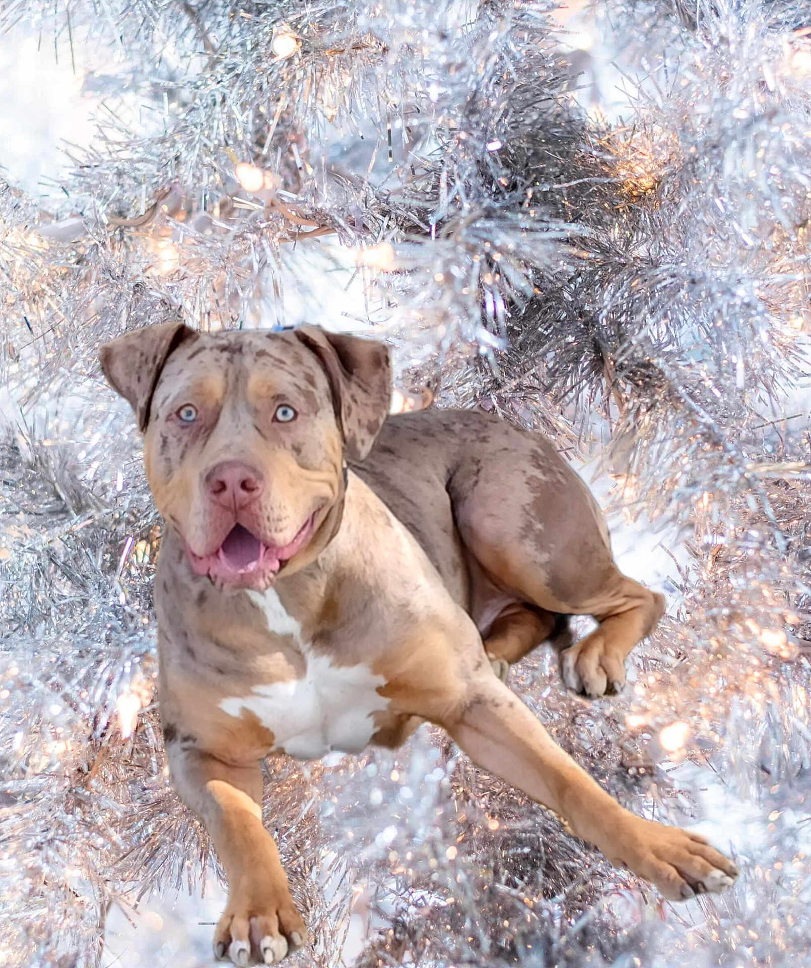 Camarade participe au concours pour gagner de l'argent avec cette photo : dog, animal, pet, blue_eyes, light_brown, white, tinsel, silver, holiday, festive, lights, decorations, relaxed, lying_down, cute, fur, closeup, indoors, smiling, christmas