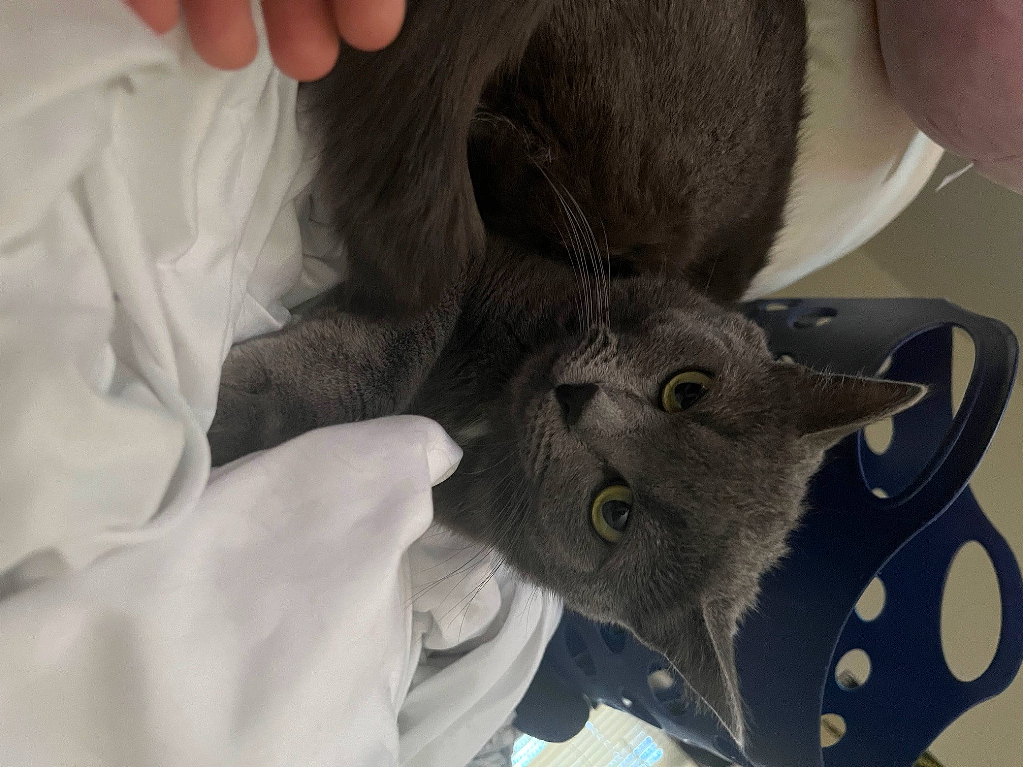 Jisbie joined the competition — help win amazing prizes! carnivore, cat, comfort, ear, fashion_accessory, felidae, finger, fur, gesture, nail, personal_protective_equipment, russian_blue, safety_glove, sleeve, small_to_medium_sized_cats, snout, thumb, whiskers, working_animal, wrinkle