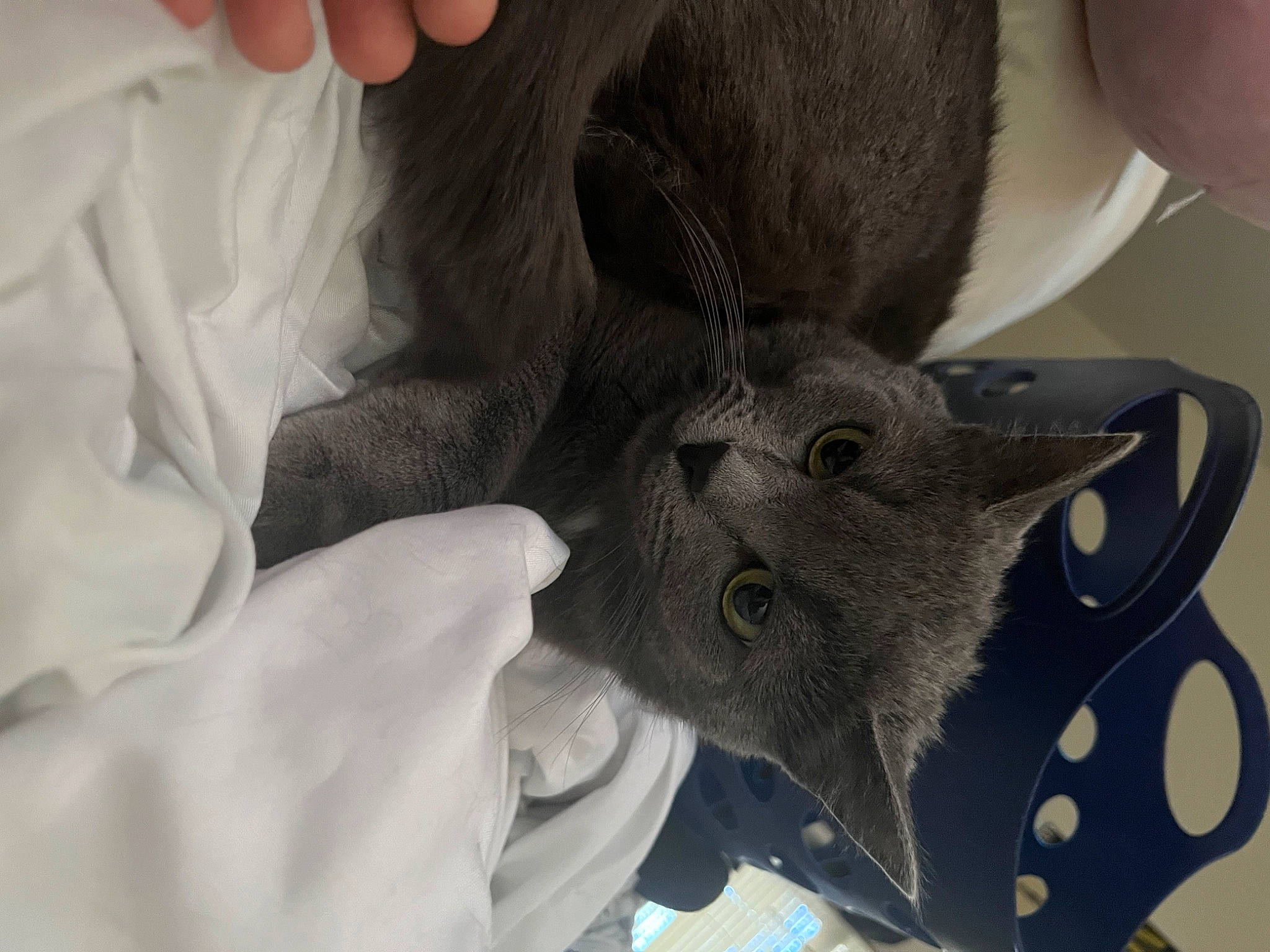 Jisbie is registered to the contest to win money with this photo: carnivore, cat, comfort, domestic_short_haired_cat, ear, fashion_accessory, felidae, finger, fur, gesture, nail, personal_protective_equipment, russian_blue, sleeve, small_to_medium_sized_cats, snout, thumb, whiskers, wool, wrinkle