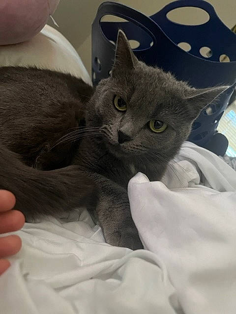 Jisbie joined the competition — help win amazing prizes! black_cat, carnivore, cat, claw, comfort, domestic_short_haired_cat, ear, felidae, finger, fur, gesture, grey, linens, nail, paw, personal_protective_equipment, small_to_medium_sized_cats, whiskers