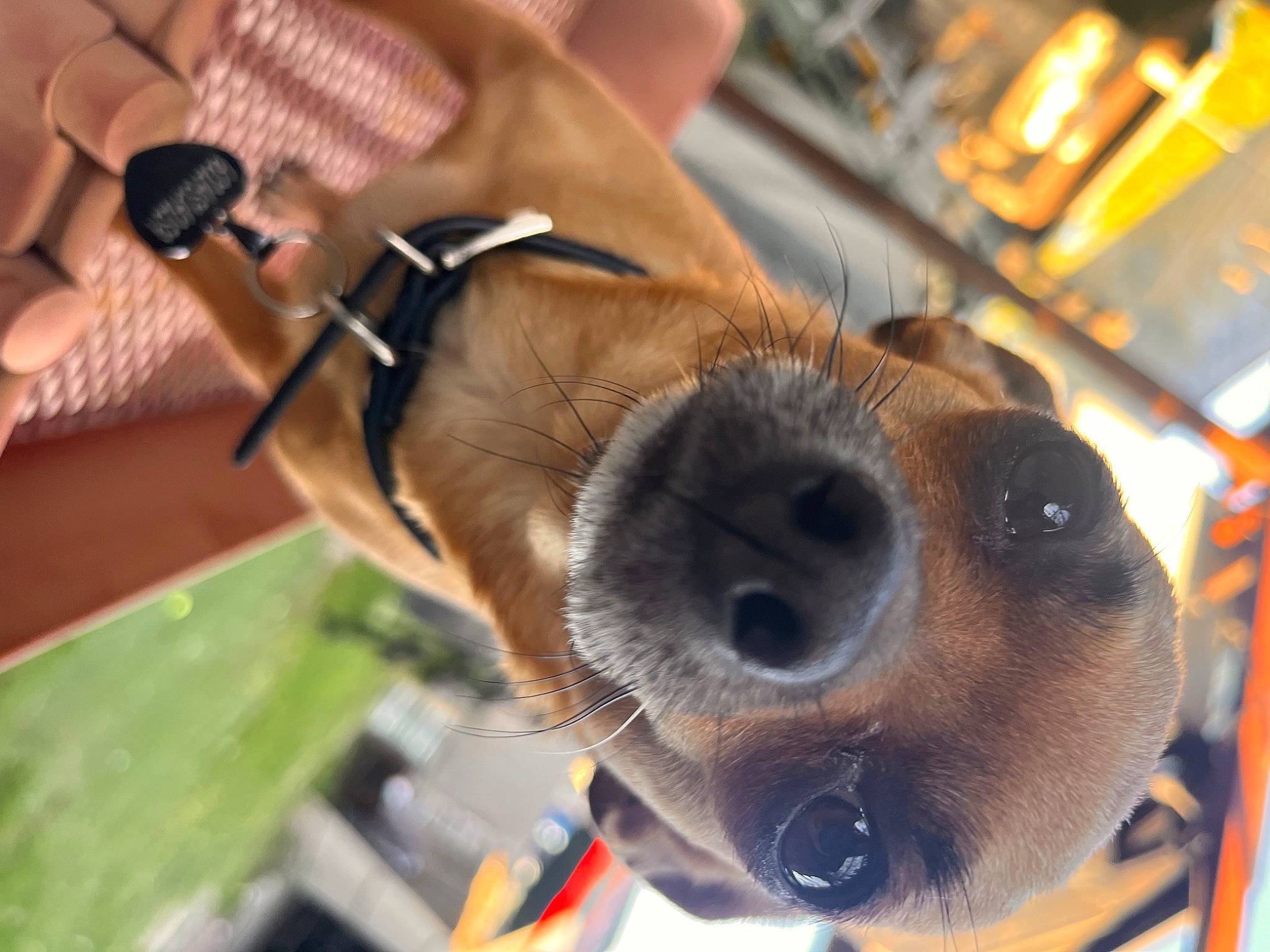 Coco is registered to the contest to win money with this photo: audio_equipment, canidae, carnivore, collar, comfort, companion_dog, dog, dog_breed, dog_collar, ear, eyewear, fawn, fur, liver, pet_supply, selfie, sporting_group, whiskers, working_animal