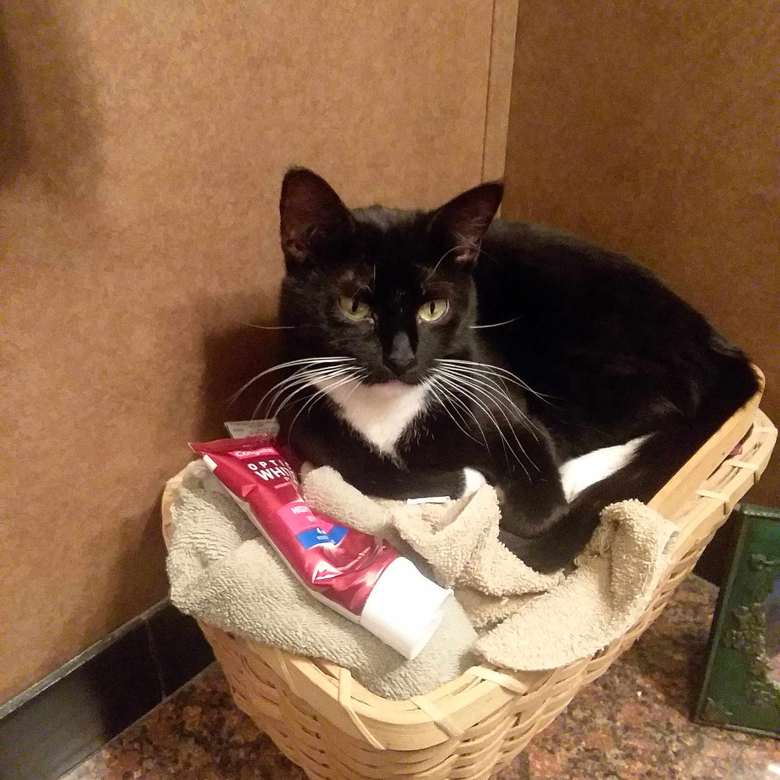 Charlie is registered to the contest to win money with this photo: asian, carnivore, cat, domestic_short_haired_cat, european_shorthair, felidae, kitten, small_to_medium_sized_cats, whiskers
