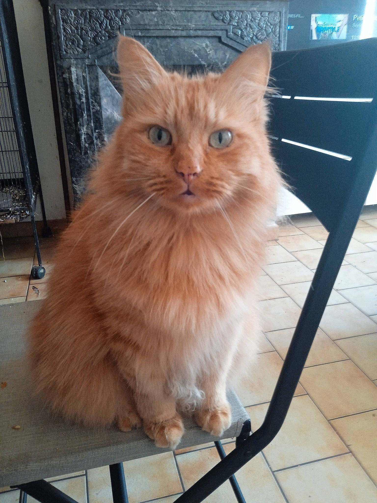 Patapouf a rejoint le concours — aidez-le/la à gagner de superbes lots ! box, british_longhair, carnivore, cat, claw, fawn, felidae, flooring, fur, hardwood, paw, service, small_to_medium_sized_cats, snout, tail, varnish, whiskers, wood