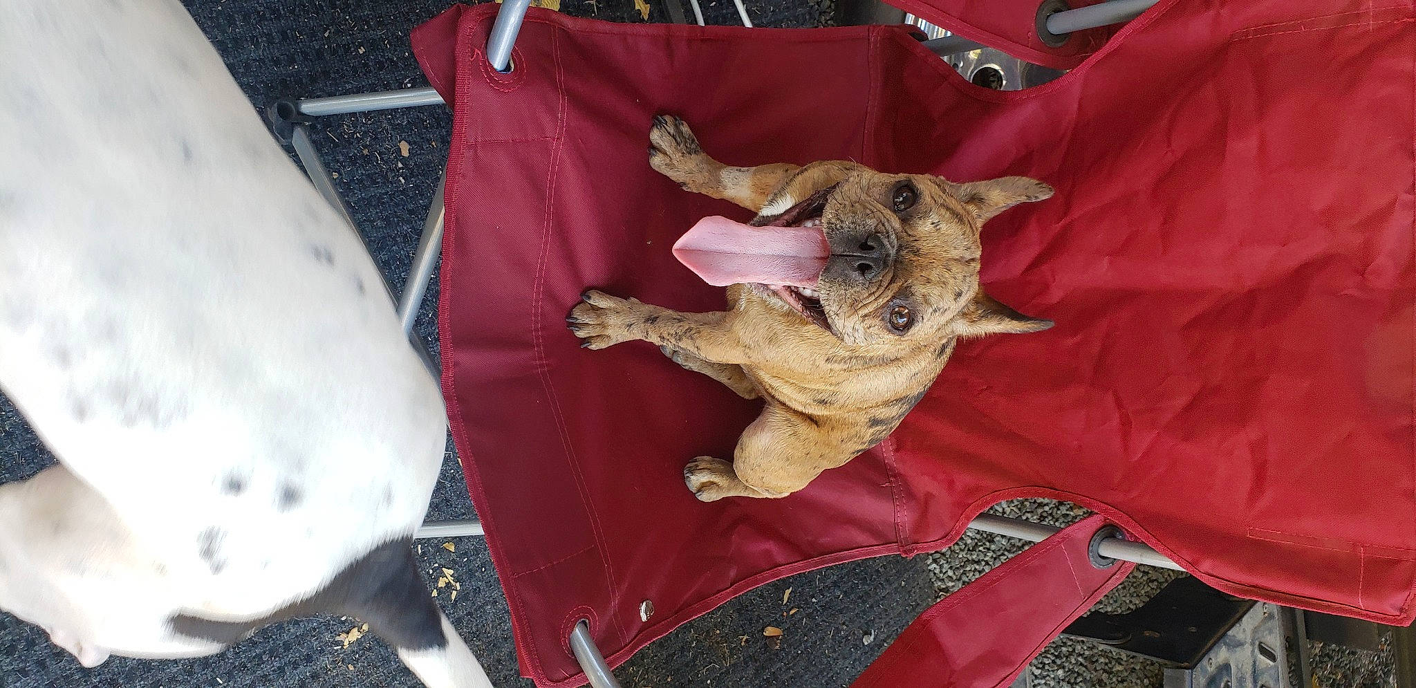 Azula is registered to the contest to win money with this photo: canidae, carnivore, cat, claw, dog_breed, fawn, felidae, fur, paw, small_to_medium_sized_cats