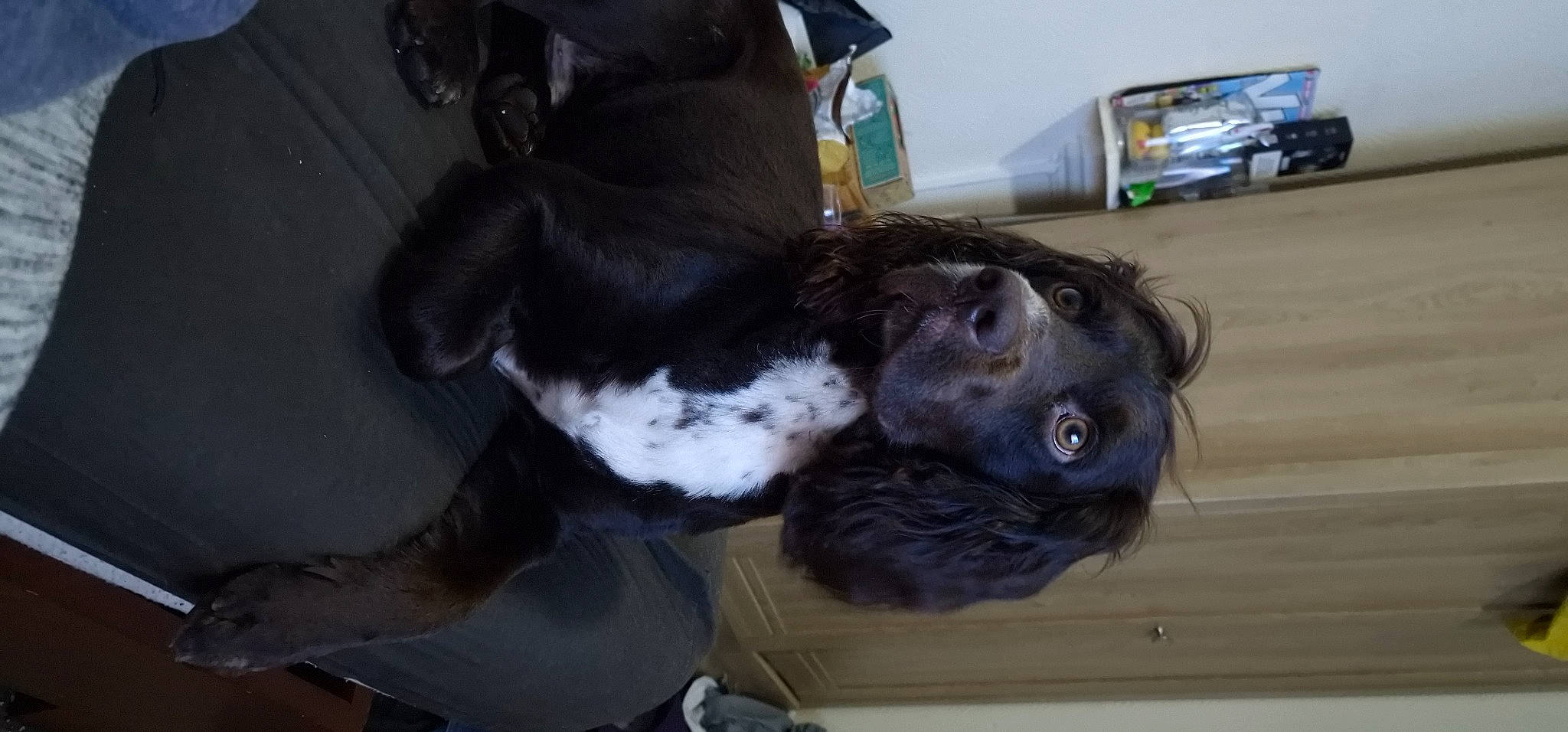 Sweep joined the competition — help win amazing prizes! canidae, carnivore, companion_dog, dog_breed, fur, guard_dog, liver, snout, sporting_group, tail, working_animal