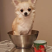 Ora a rejoint le concours — aidez-le/la à gagner de superbes lots ! canidae, carnivore, chihuahua, companion_dog, cup, dog, dog_breed, drinkware, fawn, mammal, puppy, snout, tableware, teacup, toy_dog, vertebrate, whiskers