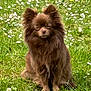 dog, brown_dog, fluffy, long_hair, sitting, grass, flowers, meadow, outdoor, nature, pet, canine, cute, animal, greenery, summer, field, wildflowers, portrait, calm