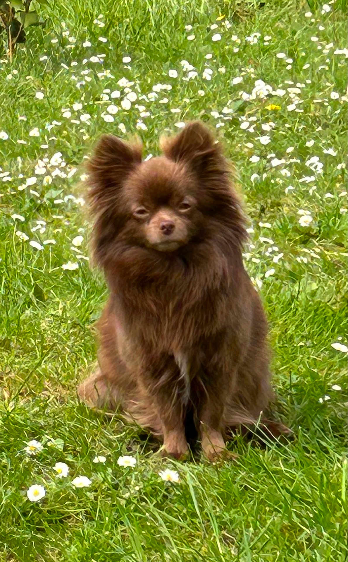 Umy a rejoint le concours — aidez-le/la à gagner de superbes lots ! dog, brown_dog, fluffy, long_hair, sitting, grass, flowers, meadow, outdoor, nature, pet, canine, cute, animal, greenery, summer, field, wildflowers, portrait, calm