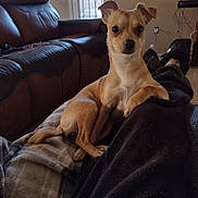 Precious joined the competition — help win amazing prizes! alert, blanket, companion, couch, cozy, dog, domestic, door, floor, furniture, indoor, lap, leather_couch, living_room, person, pet, relaxing, small_dog, tan_dog, window