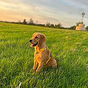Automne a rejoint le concours — aidez-le/la à gagner de superbes lots ! animal, canine, daytime, dog, field, golden_retriever, grass, greenery, happy, harness, nature, outdoor, pet, puppy, scenic, sitting, summer, sunlight, sunset, tongue_out