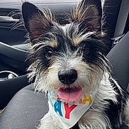 Bruce is registered to the contest to win money with this photo: animal, bandana, black_and_white, canine, car_interior, close_up, companion, cute, dog, domestic_animal, ears, fur, happy, pet, portrait, scruffy, seat, sitting, tongue_out, vehicle