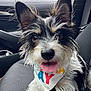 animal, bandana, black_and_white, canine, car_interior, close_up, companion, cute, dog, domestic_animal, ears, fur, happy, pet, portrait, scruffy, seat, sitting, tongue_out, vehicle