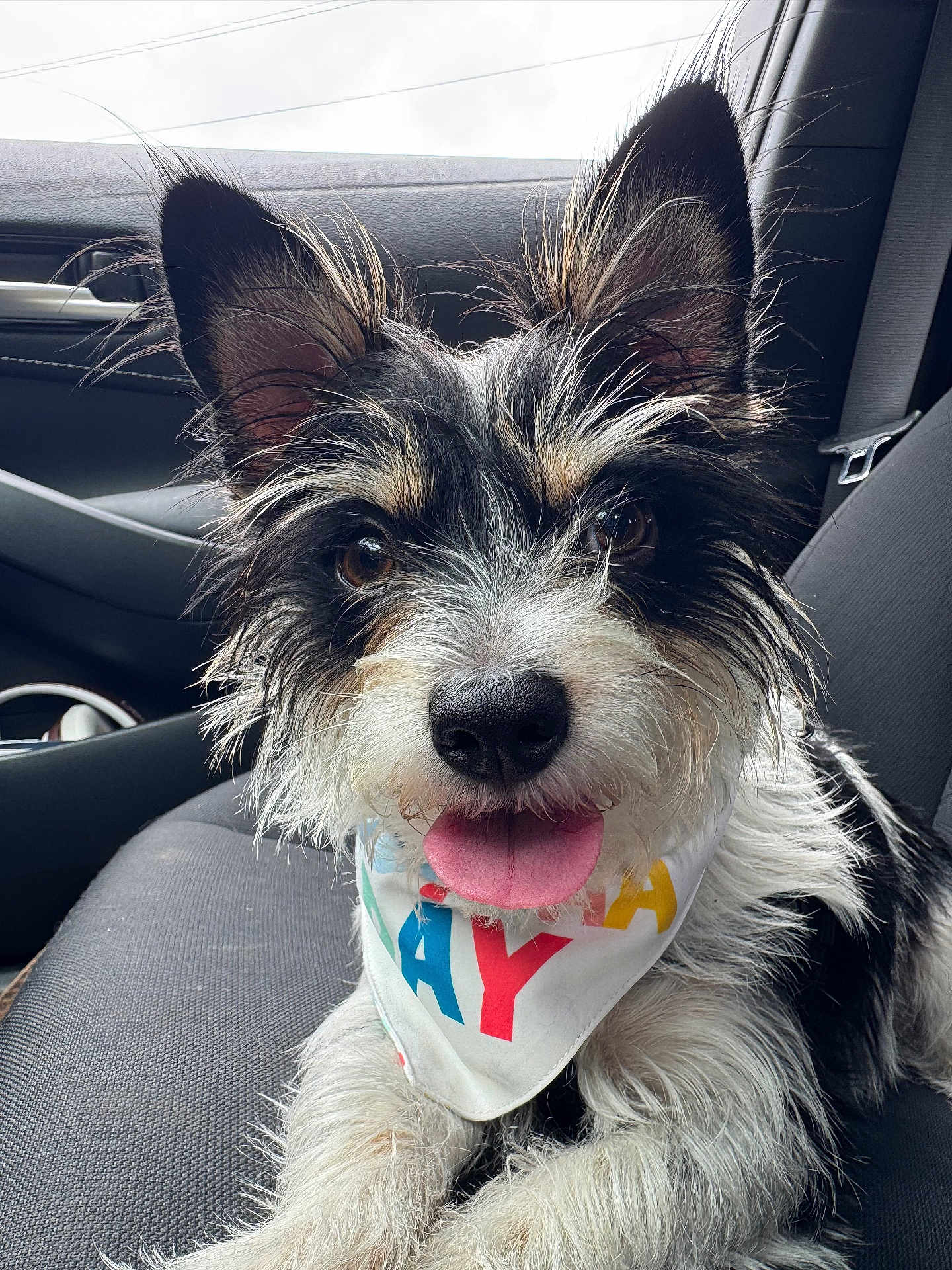 Bruce is registered to the contest to win money with this photo: animal, bandana, black_and_white, canine, car_interior, close_up, companion, cute, dog, domestic_animal, ears, fur, happy, pet, portrait, scruffy, seat, sitting, tongue_out, vehicle