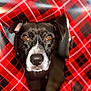animal, black, black_dog, close_up, curious, dog, expression, eyes, face, fur, hole, indoor, looking, nose, pet, plaid, portrait, red, snout, wrapping_paper