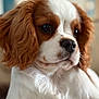 dog, puppy, cavalier_king_charles_spaniel, close_up, portrait, brown_and_white, fur, ears, nose, whiskers, animal, pet, cute, indoor, soft_light, young, mammal, companion, adorable, face