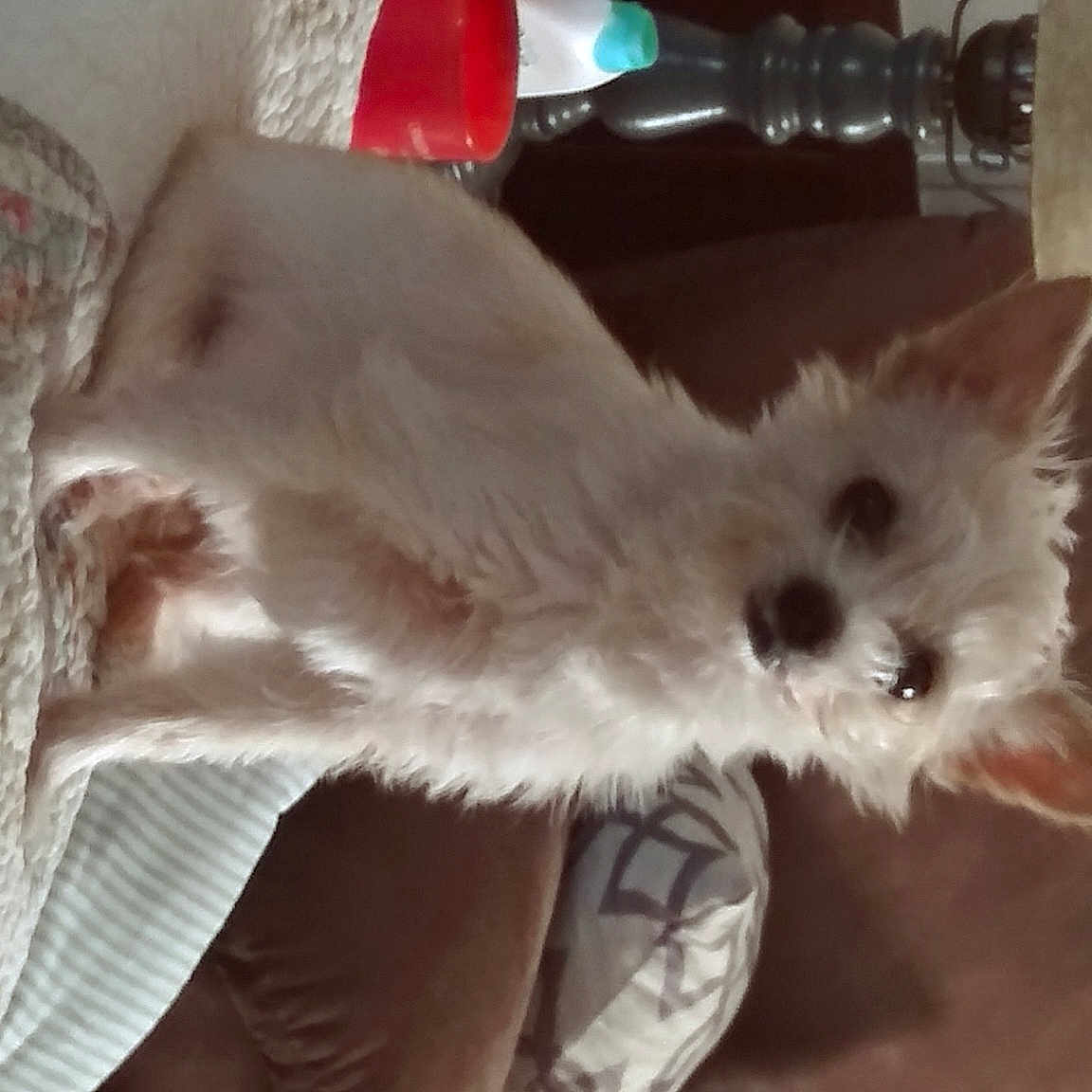Sadie joined the competition — help win amazing prizes! bottle, carnivore, cat, felidae, fur, glass_bottle, home_accessories, kitten, linens, plastic_bottle, small_to_medium_sized_cats, whiskers
