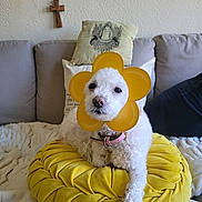 Lola is registered to the contest to win money with this photo: dog, white_dog, flower_collar, yellow_cushion, couch, pillows, cross, indoor, pet, cute, cozy, fur, small_dog, sitting, portrait, home, relaxed, furniture, domestic, animal
