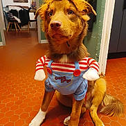 Azmo a rejoint le concours — aidez-le/la à gagner de superbes lots ! dog, costume, indoor, pet, brown_dog, white_paws, funny_outfit, striped_shirt, blue_overalls, orange_wig, floor, tile_floor, sitting, looking_away, house, home_interior, furniture, doorway, cute, animal