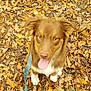 Azmo a rejoint le concours — aidez-le/la à gagner de superbes lots ! dog, brown_dog, blue_eyes, tongue_out, autumn_leaves, leash, outdoor, nature, fall, playful, pet, canine, sitting, cute, fur, animal, ground, leaf_litter, happy, looking_up