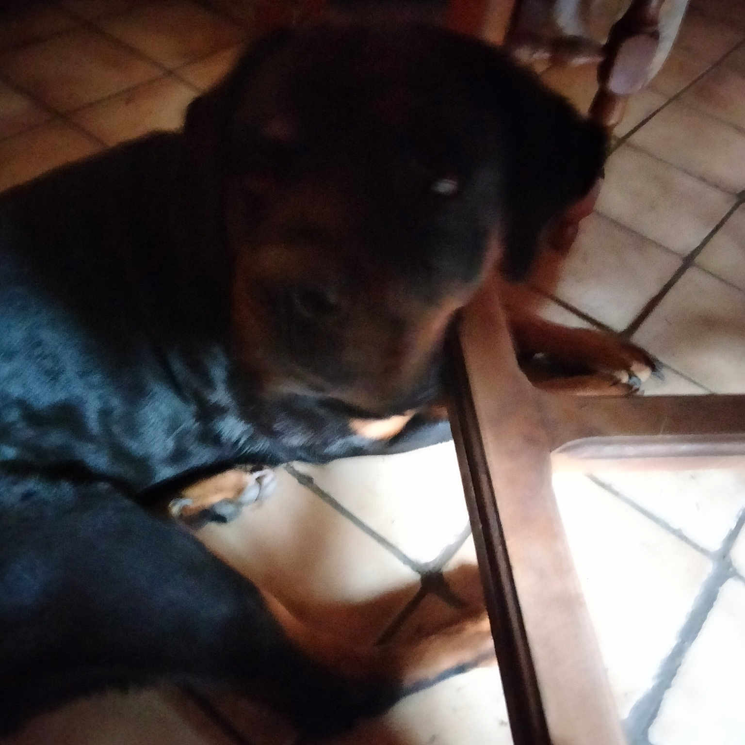 Nala