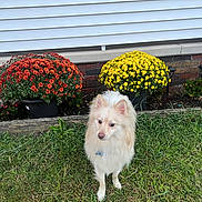Sky Blue joined the competition — help win amazing prizes! animal, brick_wall, canine, collar, daylight, dog, ears, flower_pot, fur, garden, grass, greenery, house_siding, lawn, nature, orange_flower, outdoor, pet, small_dog, yellow_flower