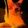 cat, pet, animal, feline, whiskers, paw, ears, face, portrait, closeup, orange_light, shadow, leaf, indoor, domestic, fur, relaxed, table, yellow, mysterious